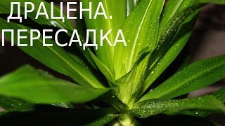 Драцена. Пересадка. [Надежда и Мир]