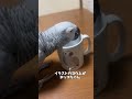 くぅのよね朝の様子です おしゃべりインコ ヨウム