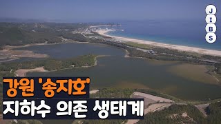 [지하수를 다시 보다 3] 강원 '송지호'...지하수 의존 생태계 / JIBS / 제주 / 2022.11.30