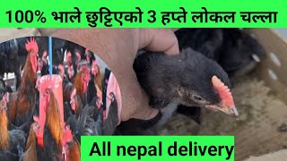 100% भाले भएको लोकल चल्ला नेपालभरी डेलिभरी/poultry Nepal Tv Santosh Adhikari