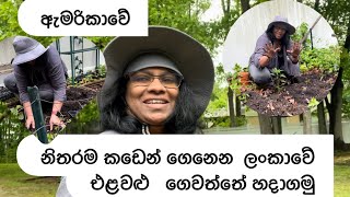 10. ඇමරිකාවේ ගෙවතු වගාව: නිතරම කඩෙන් ගෙනෙන ලංකාවේ එළවලු ගෙවත්තේ පොඩි ඉඩක පාත්ති වල වගාකරමු🌱