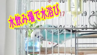 セキセイインコ 水飲み場でプチ水浴びするインコ