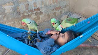 cute baby parrot cute eliza cute parrot elizabeth 3 parrot holding hand#cute