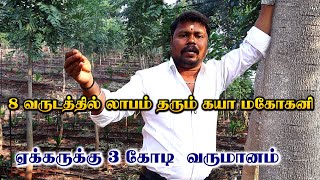 8 வருடத்தில் லாபம் தரும் கயா மகோகனி | முதல் வருடத்தில் 20 அடி வளர்ச்சி | காயா மஹோகனி