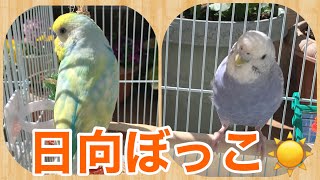 日向ぼっこ☆ 【セキセイインコ】パステルレインボー　バイオレットモーブ　Budgie