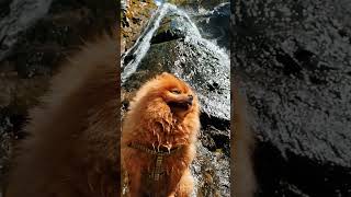 Cute Dog in 4K - Cute Puppies That Will Make You Smile🥰 | #shorts #dog