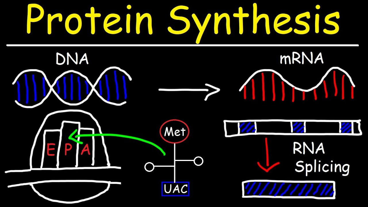 The Template For Rna Synthesis