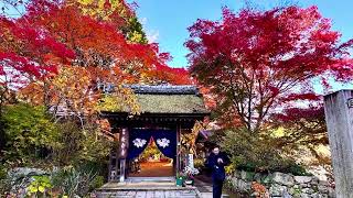 長寿寺　紅葉　湖南三山　滋賀県