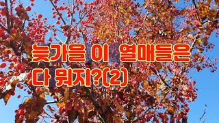 늦가을, 이 열매들은 다 뭐지?(2)