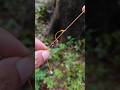 How to set up a bottom fishing #fishing #simpulpancing #fishingknot #tutorial #tips