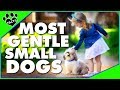 7 Most Gentle Small Dog Breeds - Animal Facts 7 Most Gentle Small Dog Breeds - Animal Facts
