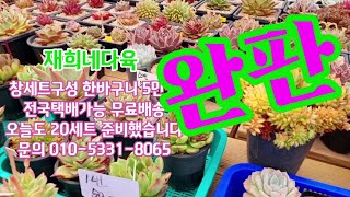 #재희네다육#창세트구성##저렴하게#판매하시네요 (한바구니 무조건 5만원 무료배송) *에케문스톤 *펄그레이*워아이니*피가르*샤론스톤*슈퍼클론*첼로*루카스*아보카드크림~~~