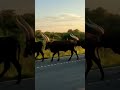 Ankole Cattle- Murchison Falls National Park, Uganda