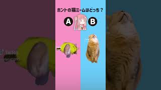 猫ミームクイズ左右どっち？part169【琴葉茜/琴葉葵】#shorts #猫ミーム