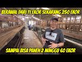 AWAL TERNAK 11 EKOR SEKARANG 250 EKOR SISTEM KEMITRAAN SARIJAYA FARM GUNUNG KAWI