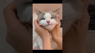 The cat's behavior is cute and adorable, I want to pinch it #cat #cute #pets