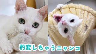 【衝撃】普段は可愛すぎるニャンコがある事をすると…！