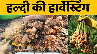 हल्दी की हार्वेस्टिंग | Home Garden ki Haldi ki harvesting | Home Grown Turmeric Harvesting Video