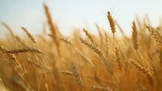 Harvesting Season - Beautiful Rye Field in Closeup View of Ears Growing Wheat in Farm