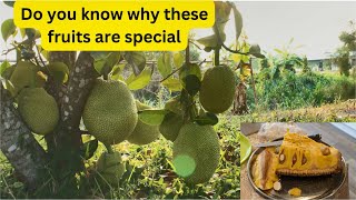 Discover Kerala's Superfruits: Top 5 Must-Try Exotic Delights!