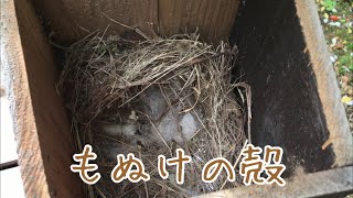 【スズメ】【雀】とうとう巣立って行ったスズメさん　Eurasian tree sparrow