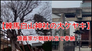 【樹齢900年】の御神木【ケヤキ】『練馬白山神社』東京都練馬区