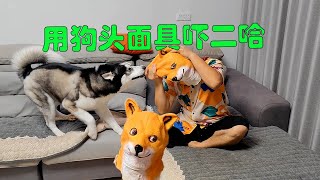 Wearing a mask to scare the husky, the husky's reaction is too funny