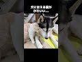 育ての親の犬に甘えたい猫はこうなります... shorts