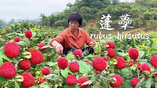 蓬蘽又红又大又多，做成又甜又酥的蓬蘽馅饼，美味的童年野果子丨rubus hirsutus【闽湖阿嬷Fujian Grandma】