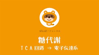 【薬剤師・国家試験対策】糖代謝（TCA回路 ⇒ 電子伝達系）