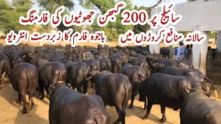 Modern Gabhan Jhoti Farming Bussiness on Silage ll Bajwa Buffalo Farm Vehari