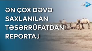 Ölkənin ən çox dəvə saxlanılan təsərrüfatı - Bu təsərrüfatda dəvə necə yetişdirilir?