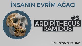 Ardipithecus ramidus | İnsanın Evrim Ağacı #3