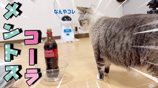 猫にメントスコーラをしたらビビり散らかしてた