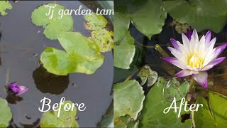 water lily repot செய்த பிறகு எப்படி வளர்ந்திருக்கு என்று பார்க்கலாம் வாங்க