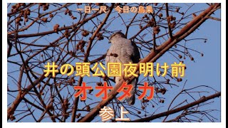 井の頭公園夜明け前オオタカ参上