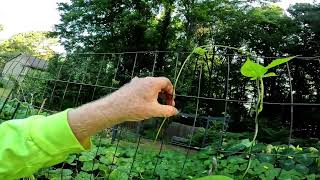 TIPS FOR HEATWAVE AND DROUGHT SUMMER GARDEN