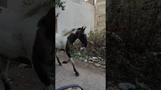 Lakdi ki Kathi Kathi pe ghoda #lakdikikathi #lakdikikathikathikaghoda #horse #horselover #viralshort