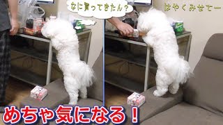 何を買って来たのか  めちゃ気になる犬！ビションフリーゼ