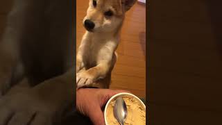 Shiba Inu who absolutely wants ice cream.