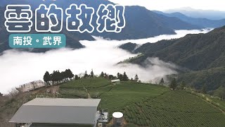 [藍迪愛飛翔(4K)#155]南投|武界|茶園.雲海|瑪嵐大哥|4K空拍