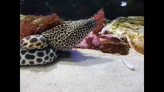 Eel Exhibit at the Shipwreck Aquarium