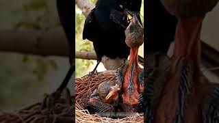 black drongo feeding #shorts