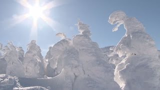 雪原に立つ「氷の巨人」  山形・蔵王で樹氷見頃