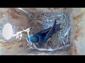 From empty nest to 6 eggs in less than 2 minutes!  Birdhouse nest box camera highlights 2024