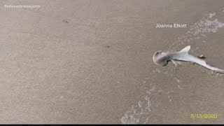 Bonnethead sharks popular catch for fisherman at Neptune Beach