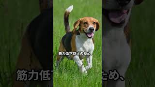 シニア犬の日常ケア：快適な秋の過ごし方 #犬のいる暮らし #いぬのいる暮らし #犬 #多頭飼い #Shorts