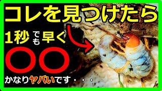 【最強害虫！】コガネムシの幼虫を駆除する方法をご紹介！あなたが使うのはオルトランですか？それ間違ってる！？オススメ最強農薬と無農薬の2パターン！【早く対策をしないと根こそぎやられます】