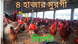 হাইব্রিড মুরগি পালন পদ্ধতি,মাসে ৬০ হাজার বাচ্চা বিক্রি,কতপিস ডিম পাড়ে,(সিলেট হবিগঞ্জ) 01705084715