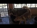 husky x aspin play and bath time pinaliguan ang sarili nila